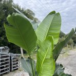 Strelícia Nikolaj (Strelitzia Nicolai) - výška 140-160 cm, kont. C25L